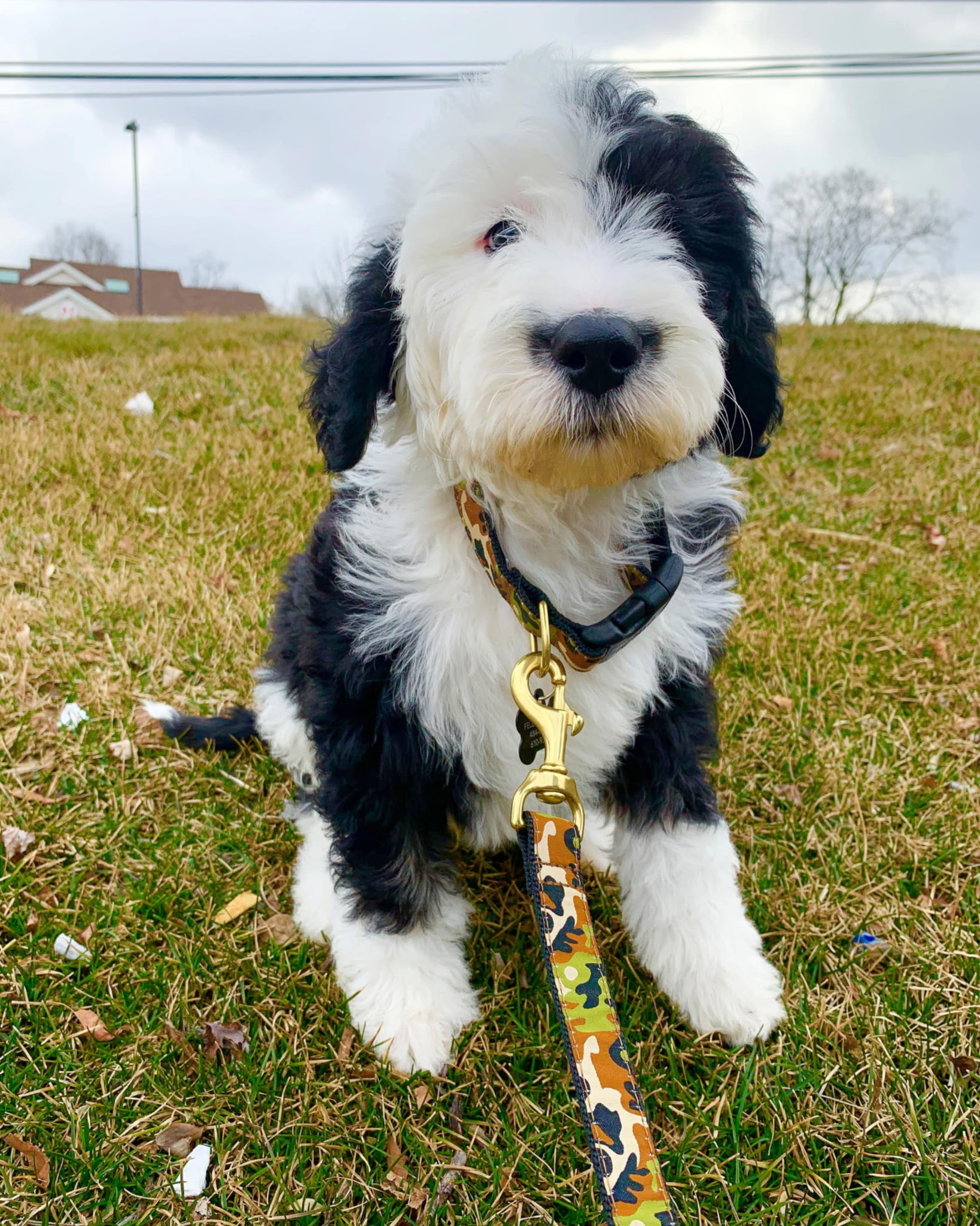 Puppy